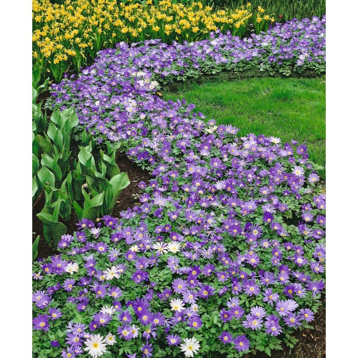 Анемония Микс Бланда Anemone Blanda - 10 бр луковици