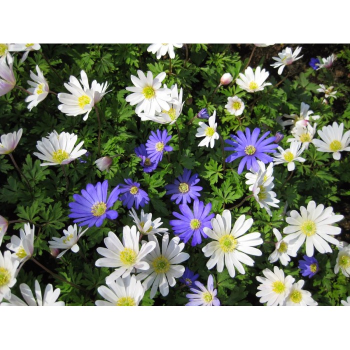 Анемония Микс Бланда Anemone Blanda - 10 бр луковици