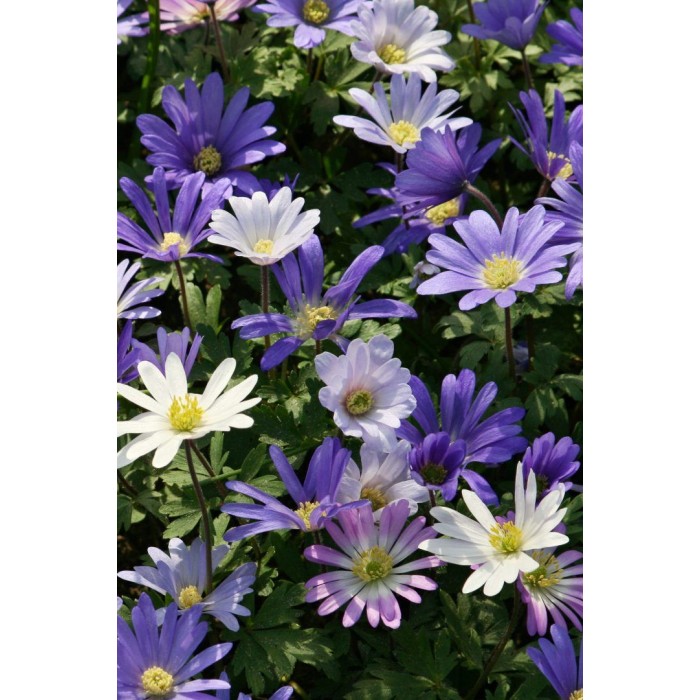 Анемония Микс Бланда Anemone Blanda - 10 бр луковици