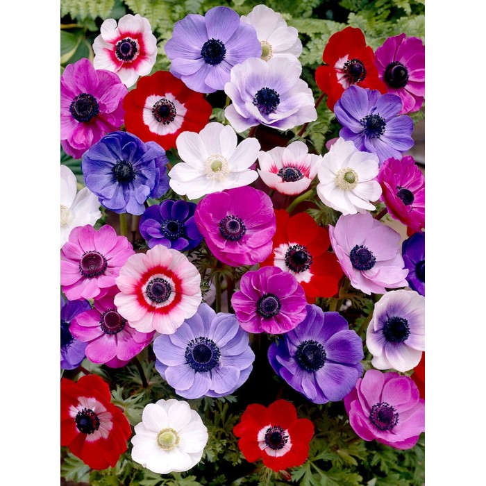 Анемония Микс Кан Anemone The Caen Mix- 10 бр луковици