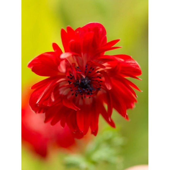 Анемония Губернатор Anemone corornaria - 15 бр луковици