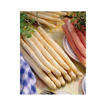 Аспержи Asparagus officinalis L - 1 бр коренище