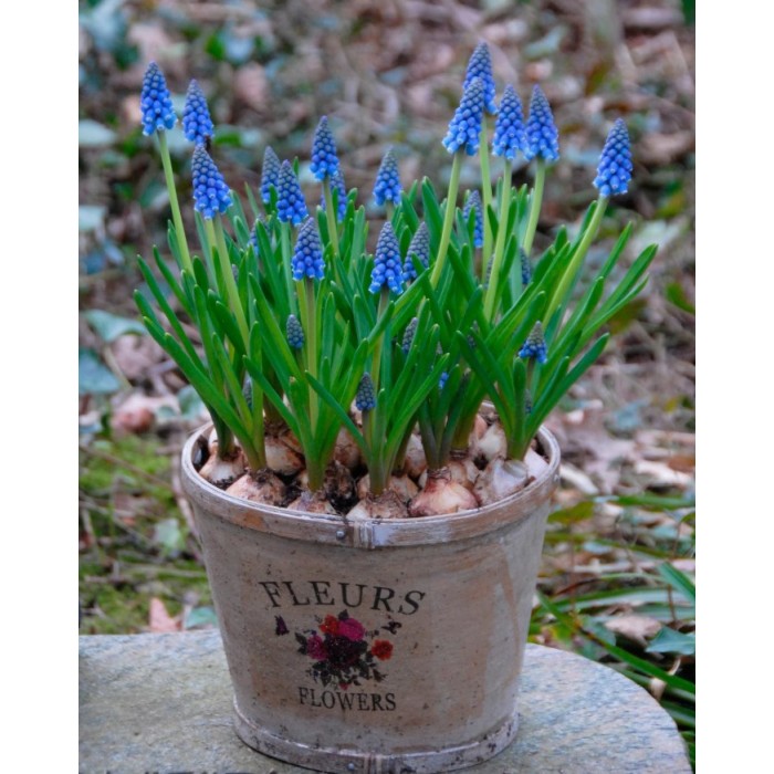Мускари (кукувиче грозде) Muscari Armeniacum - AGRONOM - 7 бр луковици