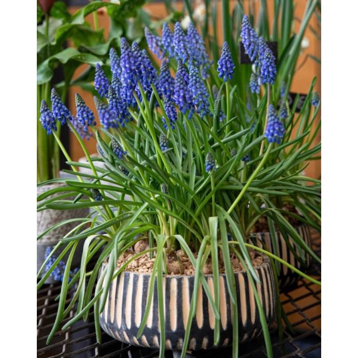 Мускари (кукувиче грозде) Muscari Armeniacum - AGRONOM - 7 бр луковици