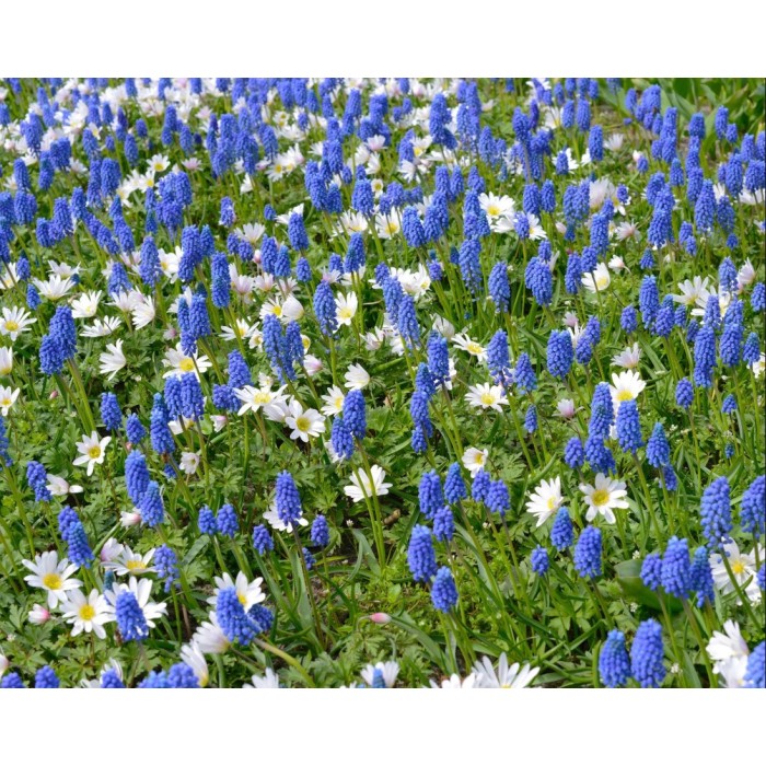 Мускари (кукувиче грозде) Muscari Armeniacum - AGRONOM - 7 бр луковици