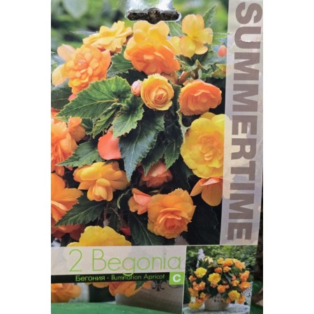 Бегония Каскасдна Illumination Apricot - 2 бр грудки