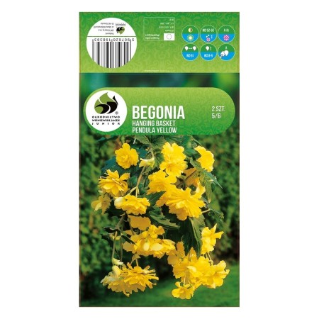 Бегония Жълта Каскадна Begonia L - 2 бр грудки