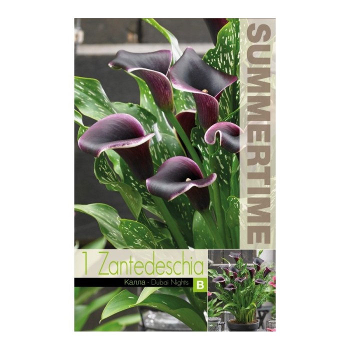 Кала Дубайски нощи Zantedeschia - 1 бр луковица