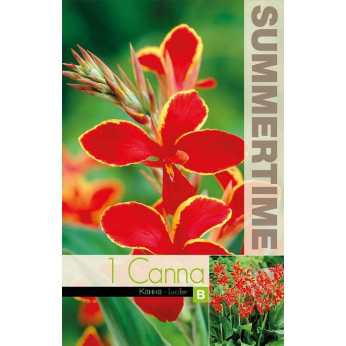 Индийска Кана Луцифер Canna Indica - 1 бр луковица