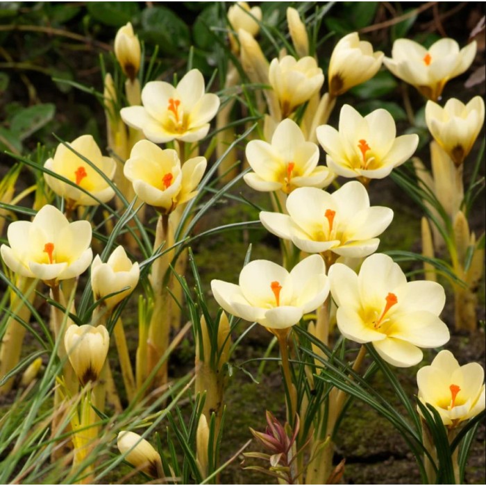 Минзухар Крем Бюти Crocus Cream Beauty - 10 бр луковици