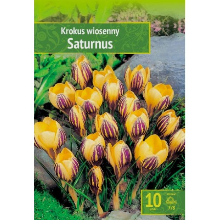 Минзухар Сатурн Crocus Saturnus - 10 бр луковици