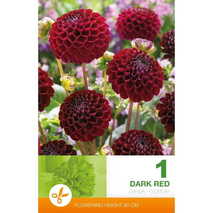 Далия (Гергина) Помпон Dark Red - 1 бр луковицa