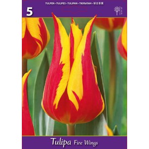 Лале Огнени криле Tulipa Fire Wings - 5 бр луковици
