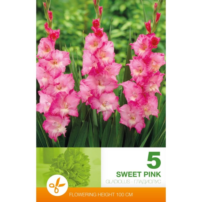 Гладиоли Sweet Pink - 5 бр луковици