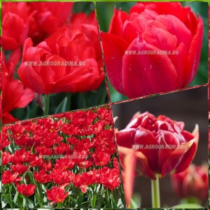 Лале Абба Tulipa Abba - 5 бр луковици
