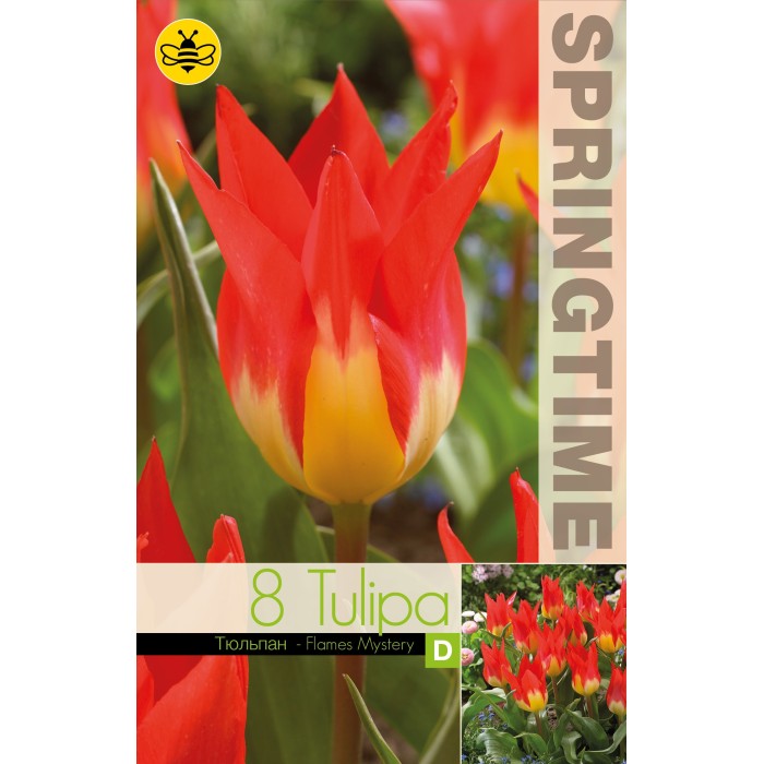 Лале Пламъци мистерия Tulipa flames mystery - 8 бр луковици