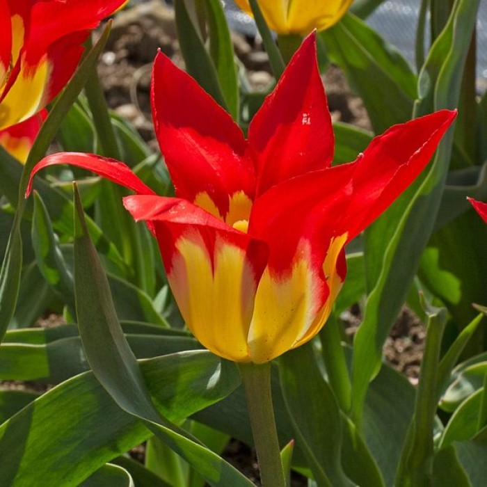 Лале Пламъци мистерия Tulipa flames mystery - 8 бр луковици