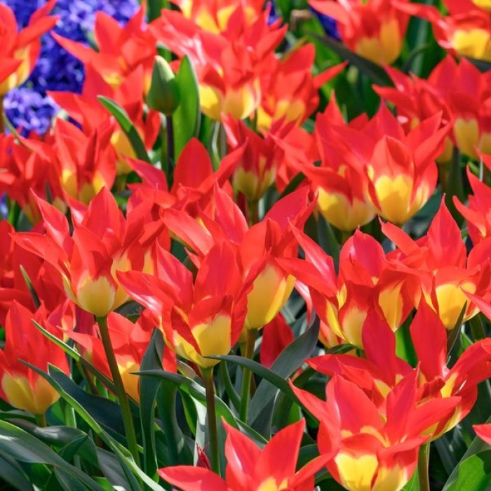 Лале Пламъци мистерия Tulipa flames mystery - 8 бр луковици