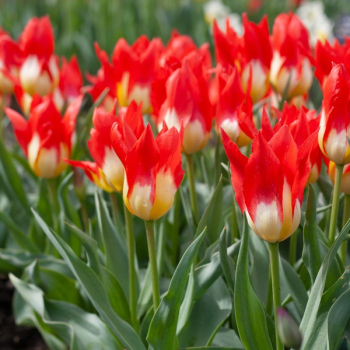 Лале Пламъци мистерия Tulipa flames mystery - 8 бр луковици