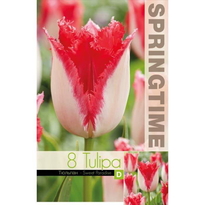 Лале Сладък рай Tulipa sweet paradise - 8 бр луковици