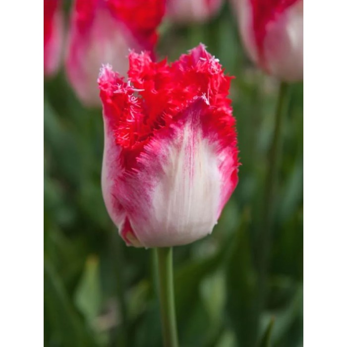 Лале Сладък рай Tulipa sweet paradise - 8 бр луковици