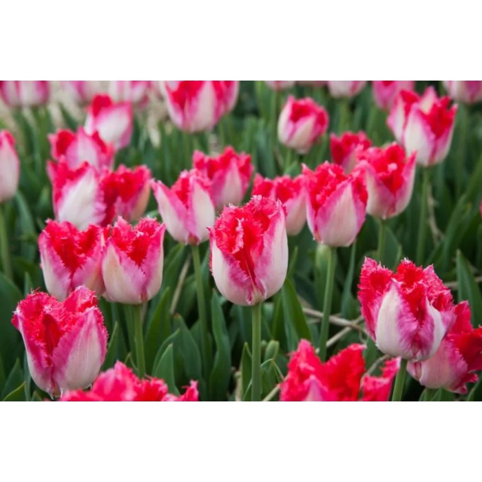 Лале Сладък рай Tulipa sweet paradise - 8 бр луковици