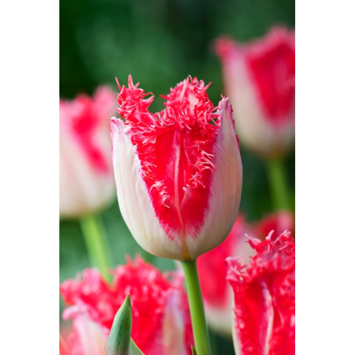 Лале Сладък рай Tulipa sweet paradise - 8 бр луковици