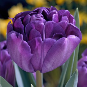 Лале Син диамант Tulipa Blue diamond - 5 бр луковици
