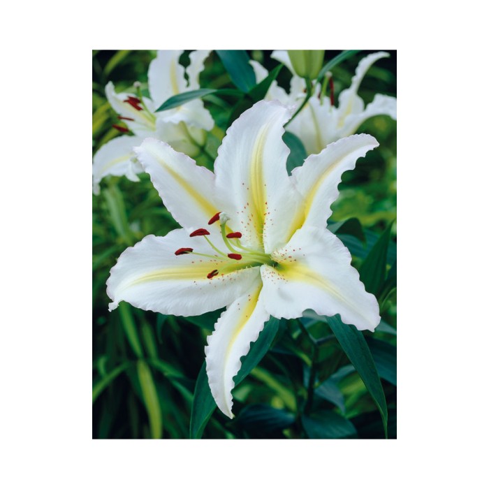 Лилиум Нипон Lilium Nippon - 3 бр луковици
