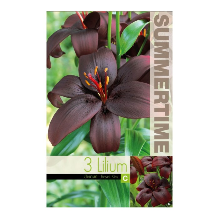 Лилиум Кралска Целувка Lilium Royal Kiss - 3 бр луковици