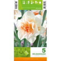 Нарцис Делнашоу Narcissus Delnashaugh - 5 бр луковици