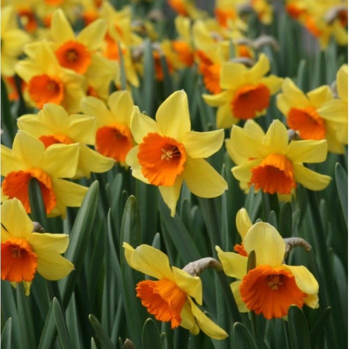 Нарцис Лавдей Narcissus Loveday - 5 бр луковици
