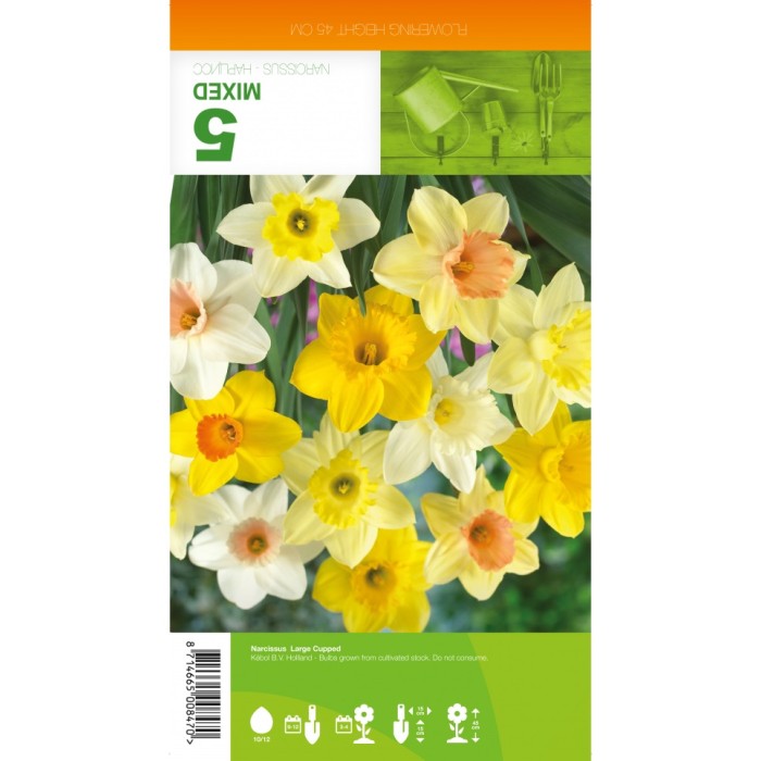 Нарцис Микс Голяма чашка Narcissus Large Cupped - 5 бр луковици