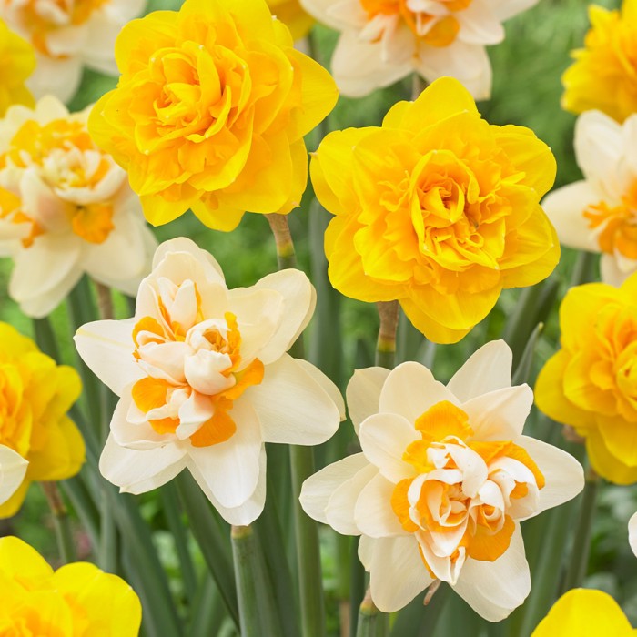 Нарцис Пийч Коблър Narcissus Peach Cobbler - 5 бр луковици