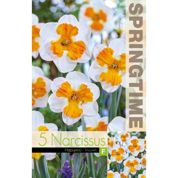Нарцис Триколет Narcissus Tricolett - 5 бр луковици