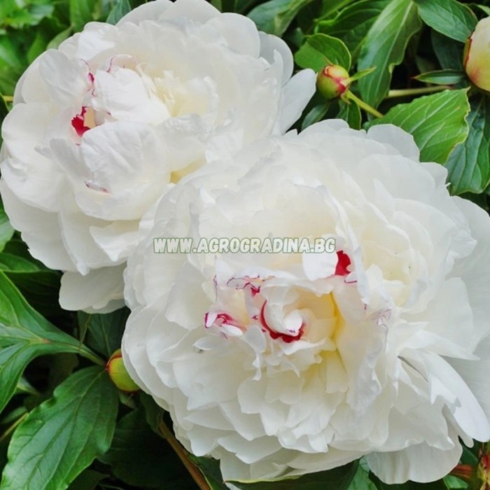 Божур Бял Фестива Максима Paeonia Festiva Maxima (Paeonia lactiflora) - 1 бр луковицa