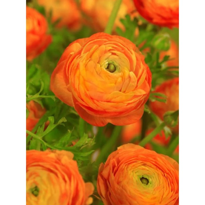 Лютиче Оранжево Ranunculus Orange - 10 бр луковици