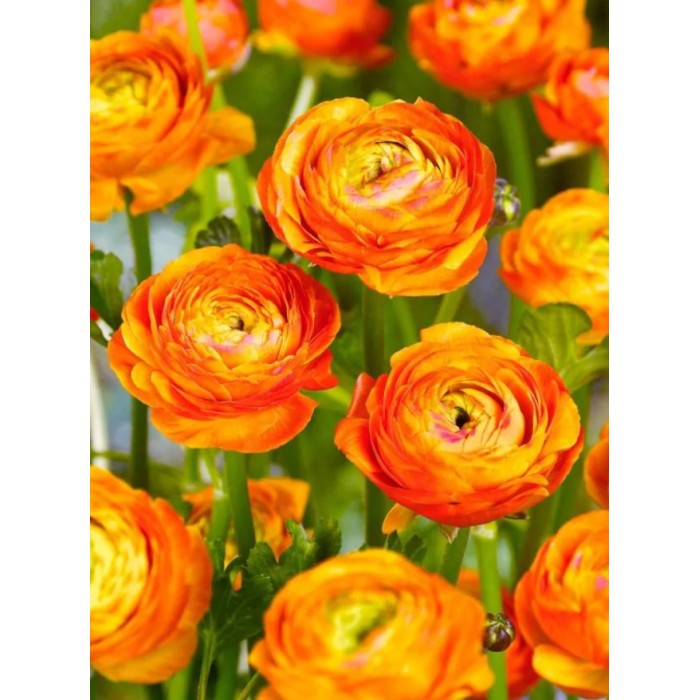 Лютиче Оранжево Ranunculus Orange - 10 бр луковици