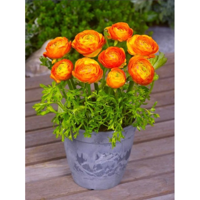 Лютиче Оранжево Ranunculus Orange - 10 бр луковици