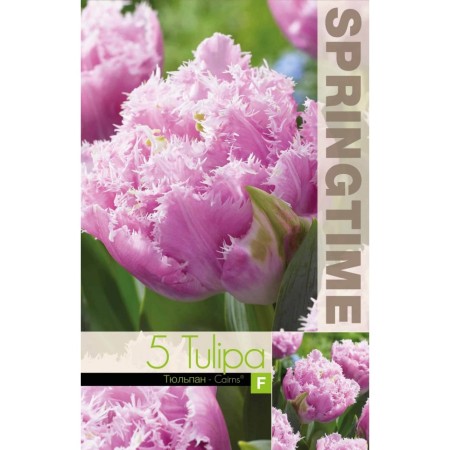 Лале Кернс Tulip Cairns - 5 бр луковици