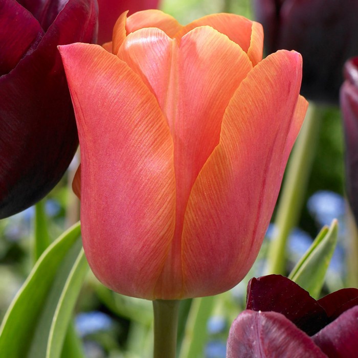 Лале Джими Tulip Jimmy - 5 бр луковици
