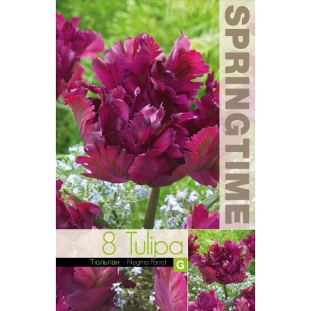 Лале Негрита Tulip Negrita Parrot - 8 бр луковици