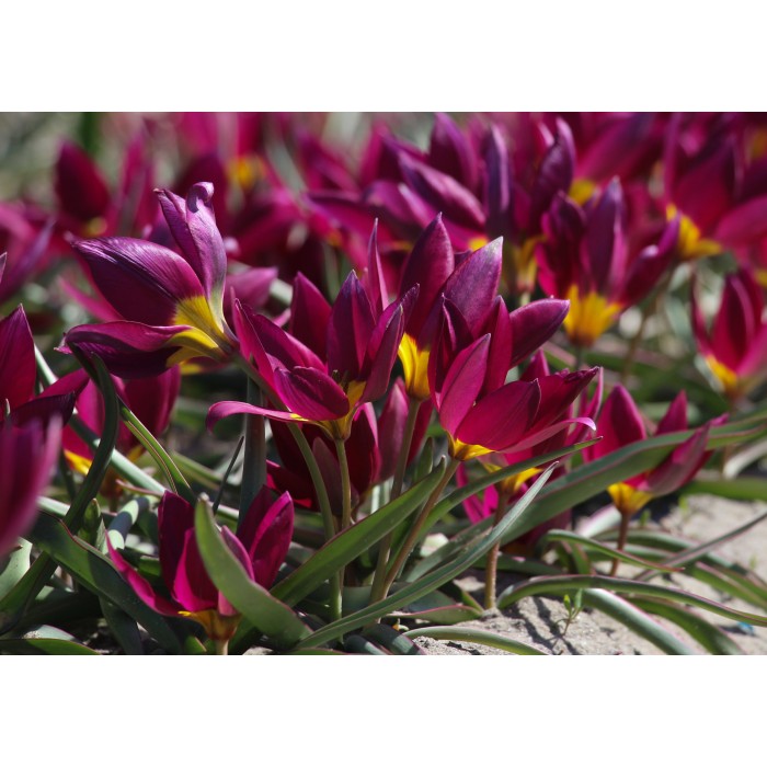 Лале Екзотична девойка Tulipa Pucella Odalisque - 8 бр луковици