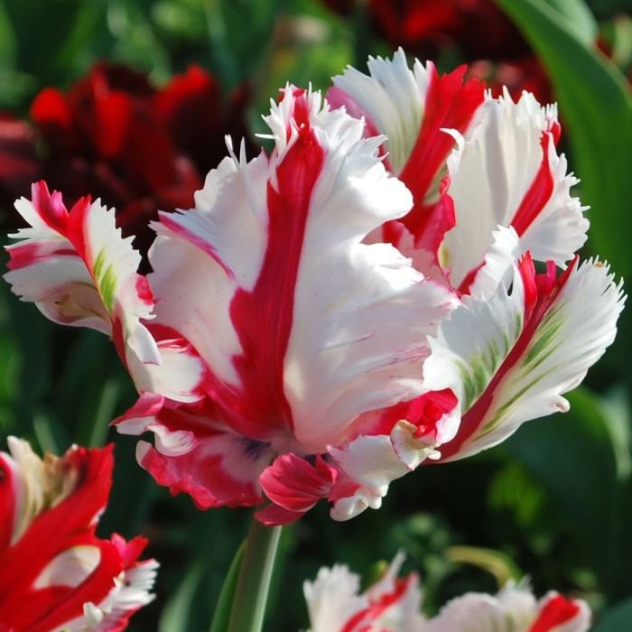 Лале Естела Рейнвелд Tulipa Estella Rijnveld - 5 бр луковици
