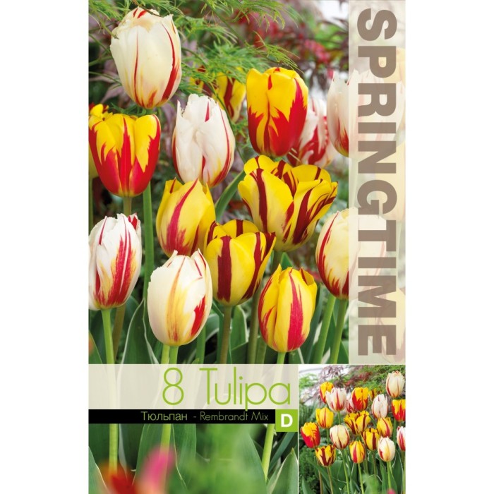 Лале Микс Рембранд Tulipa Rembrandt Mix - 8 бр луковици