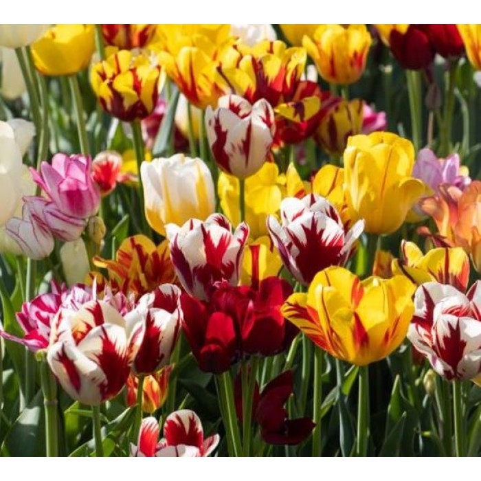 Лале Микс Рембранд Tulipa Rembrandt Mix - 8 бр луковици