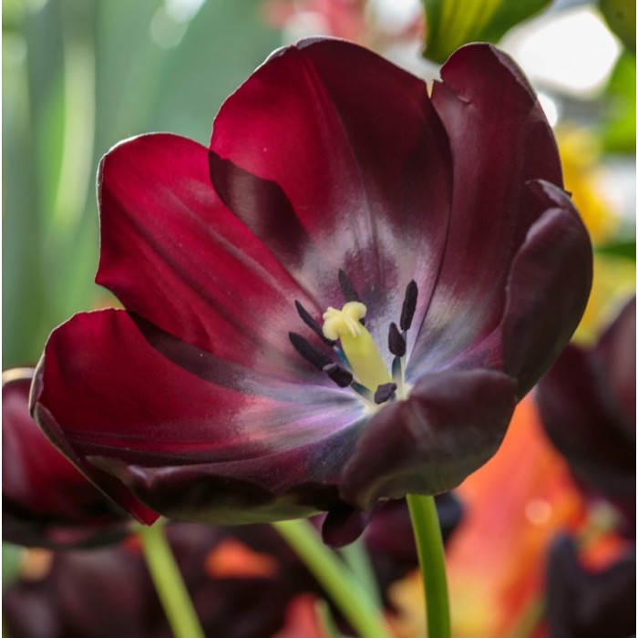 Лале Кралица на нощта Tulipa Queen of Night - 5 бр луковици