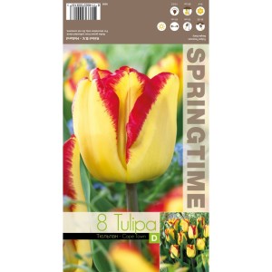 Лале Кейптаун Tulipа Cape Town - 8 бр луковици