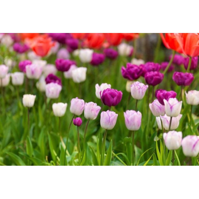 Лале Шърли Tulipa Shirley - 5 бр луковици