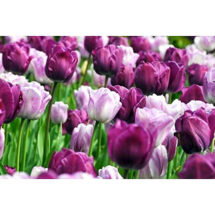 Лале Шърли Tulipa Shirley - 5 бр луковици